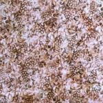 Tela estampado uva